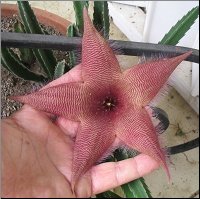 Stapelia  9